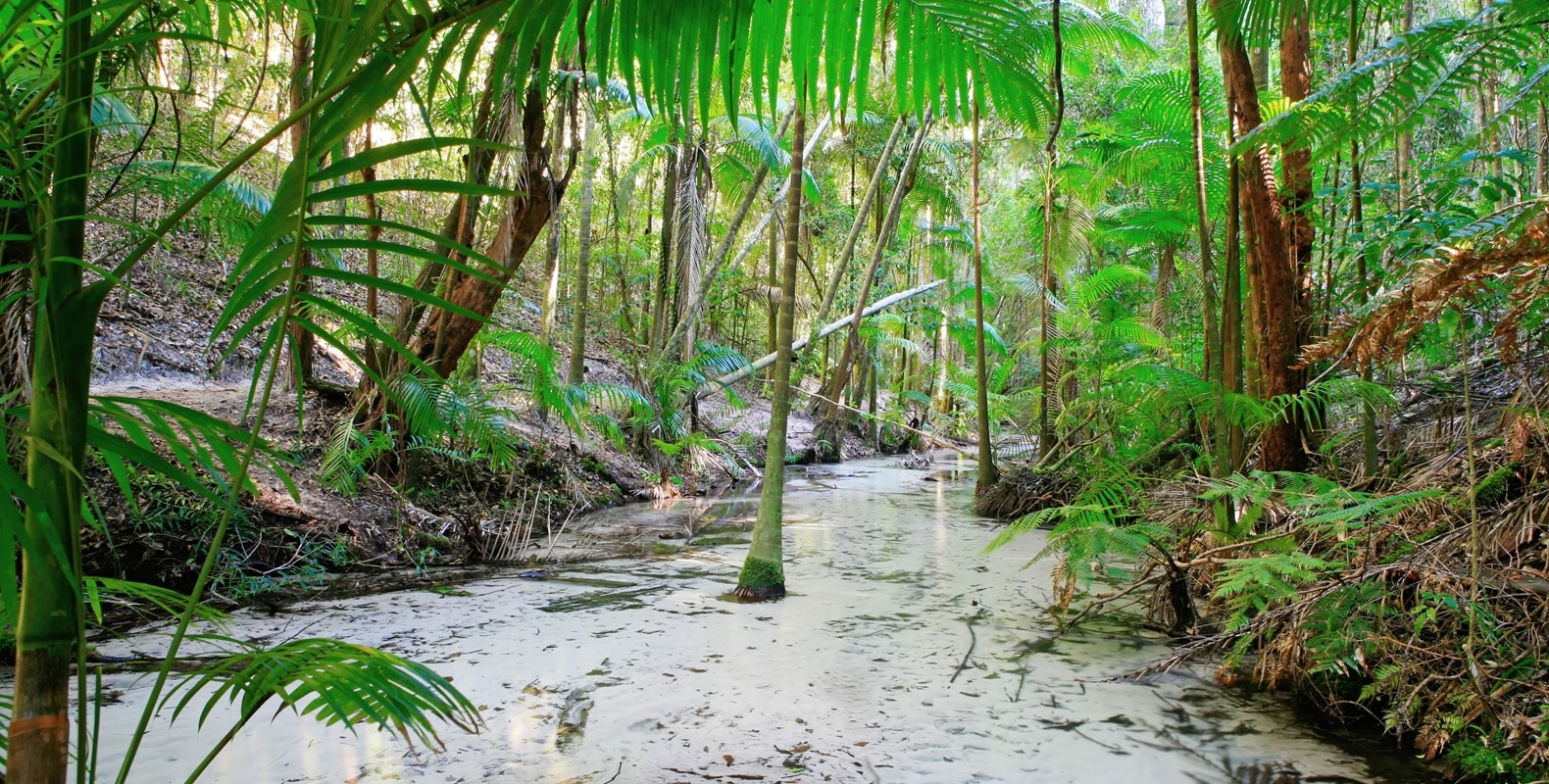Explore Fraser Island 17 Central Station Fraser Island