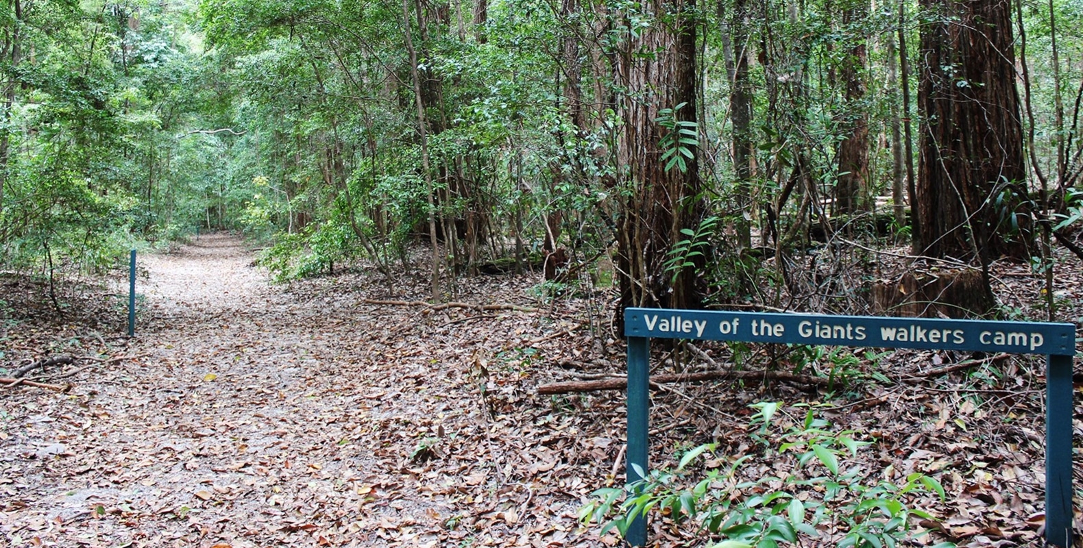 Explore Fraser Island 12 Valley of the Giants Fraser Island