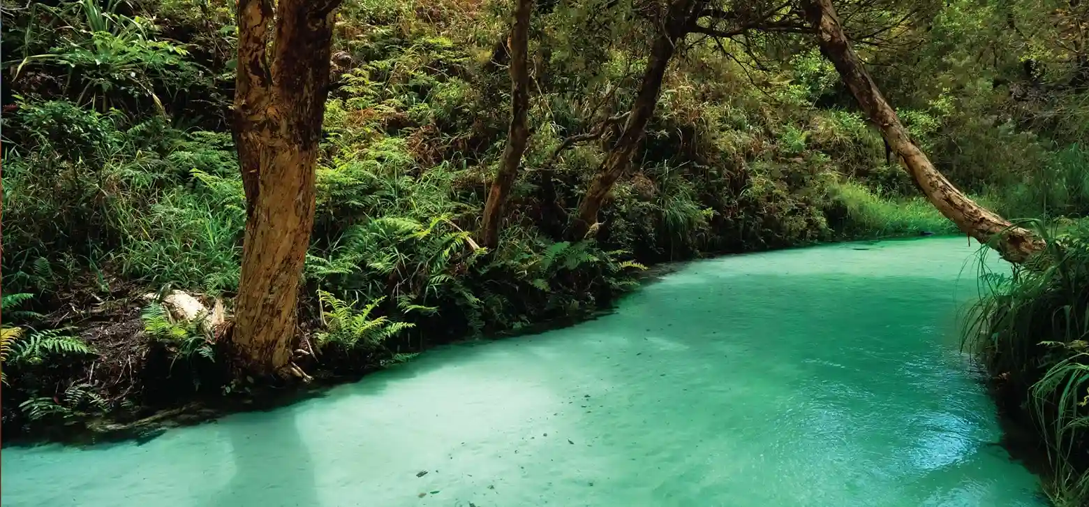 leisure River in the jungle | image for the Leisure Industries page.